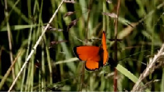 Sur Les Ailes Flamboyantes