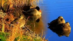 依卡路斯的羽翼