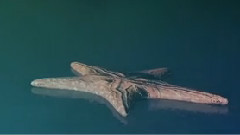 Deep Sea Diver (lyric video)