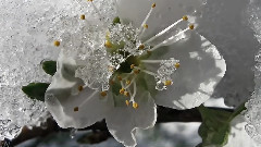 被雪覆盖的柔情