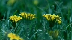 谭晶 - 花开千万朵