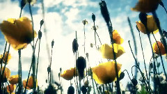 爱了你我伤了自己