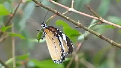 Dancing With The Wind