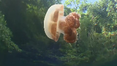 帕劳群岛神奇水母湖