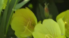 Je Ne Suis Que De L'Amour