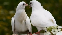 Les Ailes De Lumiere