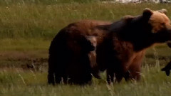 This Little Big Love