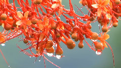 龙船花 Scarlet Glorybower