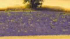 Enya - Down By The Salley Gardens