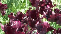 Tiptoe Through the Tulip Farm