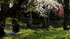 Do You Remember The Spring