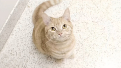 Never Gonna Let You Down