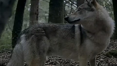 Cabadzi - CANCRE ULTIME