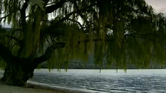 民乐群星,音乐短片 - 满山红叶似彩霞 古筝版