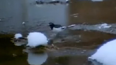 民乐群星 - 边疆的泉水清又纯