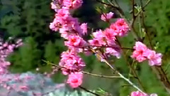 民乐群星 - 二月里来