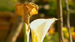 民乐群星,音乐短片 - 秦桑曲