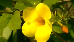 民乐群星 - 东海渔歌