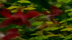 民乐群星 - 风摆翠竹