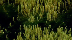 湿地之美 地球的颜色系列6