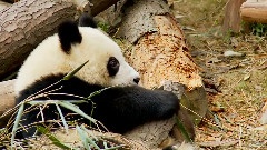 Giant Panda