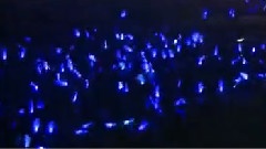 Don't Don & Walkin Boom The