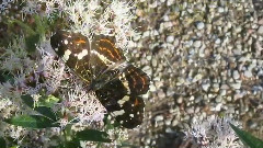 You Belong To My Heart