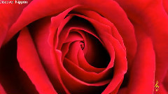 轻音乐 - Red Roses