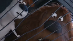 新片速递-电影<爱宠大机密>片段之逃出生天