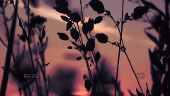 Eldar Mansurov,音乐短片 - Melody of Night