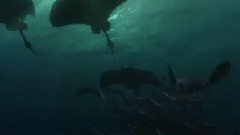 电影<海底总动员2:多莉去哪儿>中文版IMAX预告片3