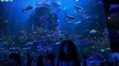 电影<海底总动员2:多莉去哪儿>中国预告片1