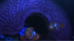 电影<海底总动员2:多莉去哪儿> 中文版预告片