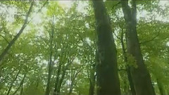 军港之夜(葫芦丝)