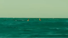 电影<鲨滩>中文版预告片1