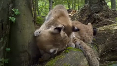 纪录片<地球四季>中文版预告片