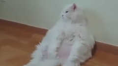 TOP 10 LAZIEST CATS 2015