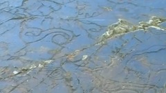 民乐群星 - 腾飞的称多