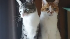 让你知道猫的区别