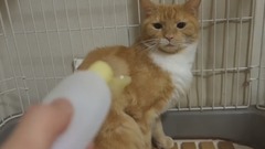 Cats To See My Reaction