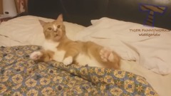 Interesting Cat Ccompilation