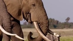 电影<象牙游戏>预告片