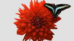 River Flows In You(花开倾城)