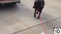 мини свинки