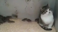 Что не так с Котом