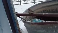 Спасение примерзшего к трубе воробья