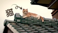 《ねこあつめの家》特報