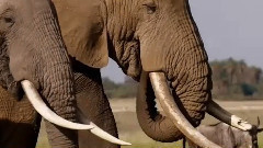 纪录片<象牙游戏>预告片