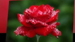 Giovanni Marradi,音乐短片 - Janet's Dream