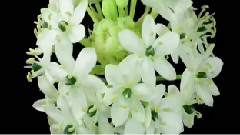 Honey Girl 摇摆女郎